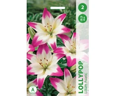 Lelijų svogūnėlis, lot. LILIUM LOLLYPOP, 2 vnt.