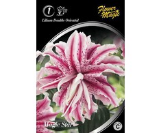 Lelijų svogūnėlis, lot. LILIUM MAGIC STAR