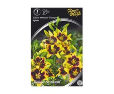 Lelijų svogūnėlis, lot. LILIUM ORIENTAL ROBERT SWANSON, 1 vnt.