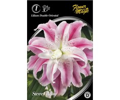 Lelijų svogūnėlis, lot. LILIUM SWEET ROSY