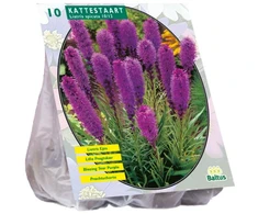 Liatrių svogūnėliai, lot. LIATRIS SPICATA PAARS, 10 vnt