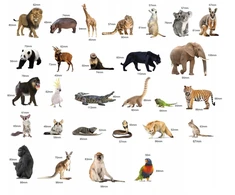 Media Mag Plokščios formos šaldytuvo magnetai I pažinti EXOTIC ANIMALS 28 vnt