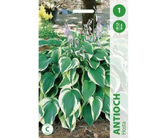 Melsvių svogūnėlis, lot. HOSTA ANTIOCH, 1 vnt.