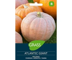 Moliūgų sėklos ATLANTIC GIANT, 2 g
