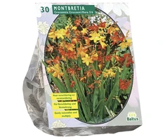 Montbrečių svogūnėliai, lot. MONTBRETIA, 30 vnt
