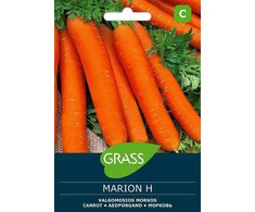 Morkų sėklos MARION H, 1 g