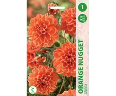 Orange Jurginų svogūnėlis, lot. DAHLIA Oranžinis NUGGET, 1 vnt