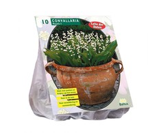 Pakalnučių svogūnėliai, lot. CONVALLARIA MAJALIS, 10 vnt
