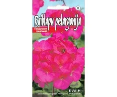 Pelargonijų sėklos 5 sėklos Eva H
