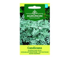 Pilkšvalapių žilių CANDICANS sėklos, 0,1 g