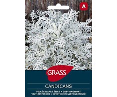 Pilkšvalapių žilių sėklos CANDICANS, 0,2 g
