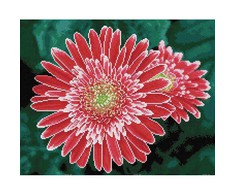 Diamond Dotz Rožinė Deimantinė mozaika Rožinis GERBERAS 40x50 cm