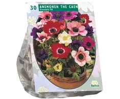 Plukių svogūnėliai, lot. ANEMONE DE CAEN MIX, 30 vnt