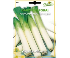 Porų sėklos TITUS, 1 g