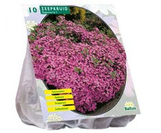 Putoklių svogūnėliai, lot. SAPONARIA OFFICINALIS, 10 vnt