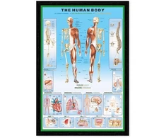 Pyramid Žmogaus anatomija – Skeletas – plakatas 61x91,5 cm