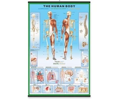 Pyramid Žmogaus anatomija – Skeletas – plakatas 61x91,5 cm