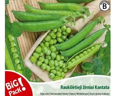 Nojaus Žirnių sėklos B 20g