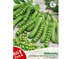 Raukšlėtųjų žirnių sėklos AMBASSADOR, 20 g