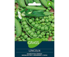 Raukšlėtųjų žirnių sėklos LINCOLN, 10 g