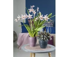 Scheurich Dekoratyvinis gėlių vazonas Linara Ø14cm H14cm keraminis/rožinis