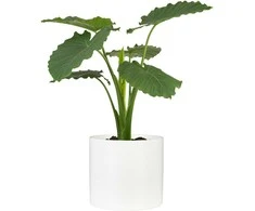 Scheurich Dekoratyvinis gėlių vazonas Panna Ø14cm H13cm keraminis/baltas