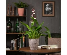 Scheurich Dekoratyvinis gėlių vazonas Solido Ø15cm H15cm keraminis/rudas