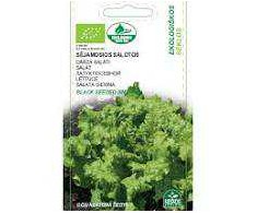 Sėjamųjų salotų sėklos Juodas Seeded Simpson, 1 g