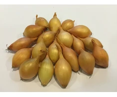 Svogūnų sodinukai CORRADO H, 14 - 21 mm, 1kg