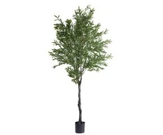 Tikrųjų raudonviršių grybiena 10g