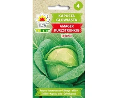 Toraf baltųjų kopūstų sėklos Amager 2g