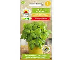 „Toraf Herbs“ Genovese bazilikas [1 g]