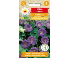 TORAF Kobea vienmetis vijoklis, violetinis [6 vnt.], 1 pakuotė.