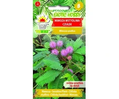 Toraf Mimosa sėklos su čiuptuvais 0,2 g