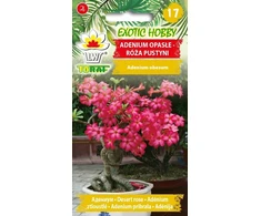 Toraf sėklos EGZOTINĖ HOBBY ADENIUM ROSE