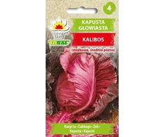 Toraf sėklos raudonųjų kopūstų kūginės Kalibos 1g