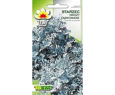 Toraf sėklos Senasis maldininkas Šerkšnas Dantytas 0.2g