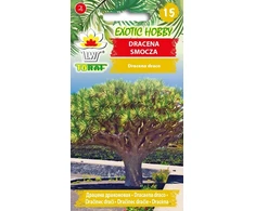 „Toraf sėklos“dracena laumžirgis