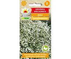 Torafo sėklos Gypsophila paniculata - balta