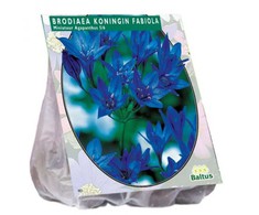 Trilapės lelijos svogūnėliai, lot. BRODIAEA FABIOLA, 100 vnt