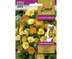 Vaistinių medetkų sėklos CITRUS MIXTURE DAISY, 0,5 g