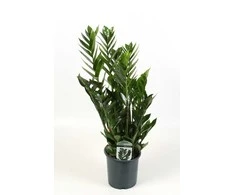 Vazoninis augalas zamiokulkas, Ø 14, 50 cm, lot. ZAMIOCULCAS