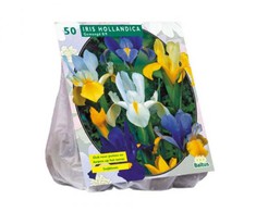 Vilkdalgių svogūnėliai, lot. IRIS HOLLANDICA, 50 vnt