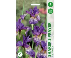 Vilkdalgių svogūnėlis, lot. IRIS SHAKERS PRAYER, 1 vnt