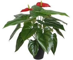 Home4You Žalias augalas ANTHURIUM, aukštis 45 cm
