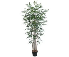 Home4you Žalias augalas BAMBOO, aukštis 150 cm
