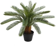 Home4you Žalias augalas CYCAS, aukštis 70 cm, juodas vazonas