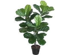Home4You Žalias augalas FIDDLE LEAF, aukštis 100 cm