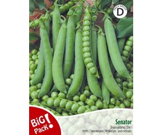 Žirniai raukšlėtieji Senator 20g 07871