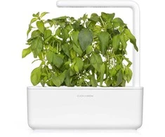 Click &amp; Grow Smart Garden papildymas Lime Basil 3 vnt